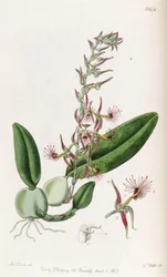 Bulbophyllum barbigerum
